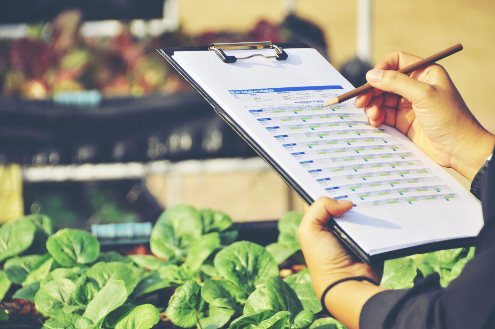 A person holding a clipboard in front of some lettuce.